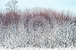 Wild beauty of the winter nature of rural Russian remote places. Bushes shrubs and tree branches in the snow