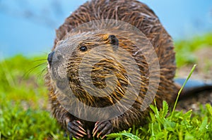 Wild Beaver