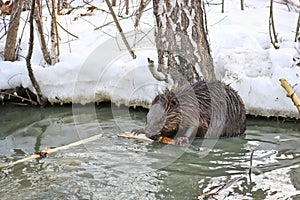 A wild beaver in a city park got into a puddle with drains and nibble the bark from the branches