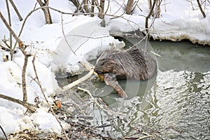 A wild beaver in a city park got into a puddle with drains and nibble the bark from the branches