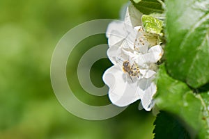 Wild bee on an apple tree blossom in spring