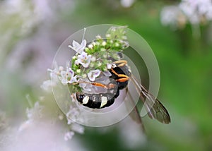 Wild bee on a beautiful flower