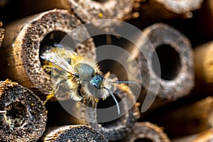 A wild bee checking out our insect-hotel.