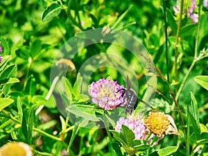 Salvaje miel de abeja sobre el trébol flor 