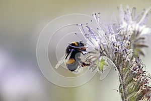 Wild bee collecting nectar from a flower during spring. Macro /