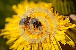 wild bee collecting nectar from a yellow dandelion flower