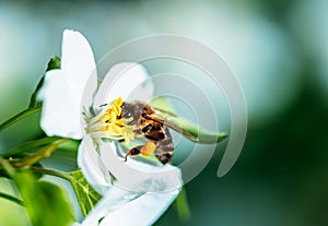 Wild bee collects nectar from blooming flowers in the open air on a sunny day, pollination of flowers