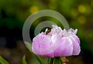 Wild bee collects nectar on a large pink peony closeup