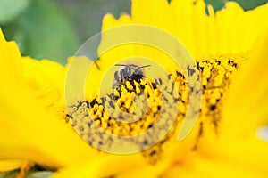 Wild bee collects pollen, nectar in yellow sunflower flower, selective focus