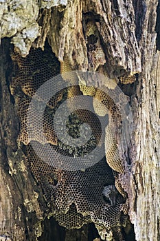 Wild bee colony inside an old tree