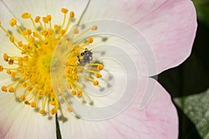 Wild bee crawling on pollen sacs of a briar rose (Rosa canina) in macro shot