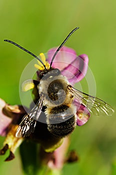 Wild bee Eucera nigrilabris overview pollinating a wookcock orchid