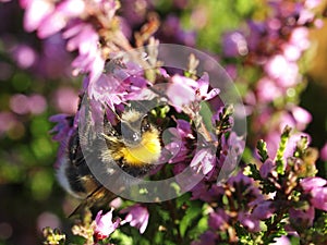 Wild bee on a flower