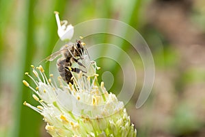 Wild bee, garden lawn background.