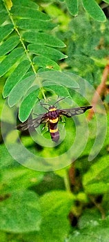 Wild bee at the lakeside