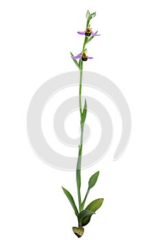 Wild Bee orchid plant - Ophrys apifera