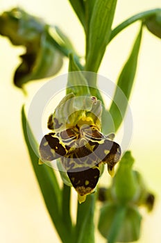 Wild bee Orchid plant with triple labellum - Ophrys apifera