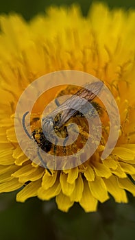 Bee pollinator is working on the dandelion flower photo