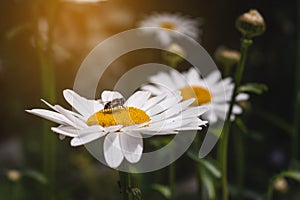 A wild bee sits on white field daisies with a yellow core.