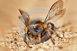 wild bee sitting in sand with wings high and head to camera