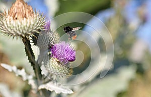 A wild bee after taking off from a thistle blossom