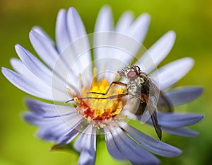 Wild bee on white flower