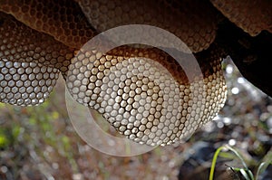 Wild Beehive hanging on a dead tree branch with sun shining through sun bleached geometric polygon biomimicry architectural shapes photo