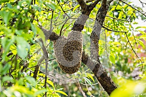 Wild beehive on tree