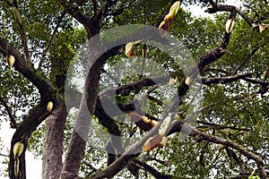 Wild beehive in tropical forest