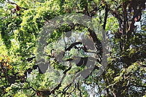 Wild bees beehive on tree