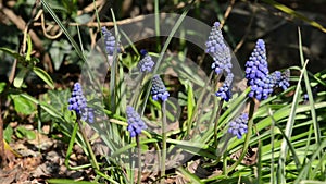 Wild bees on blue grape hyacinth flower in springtime