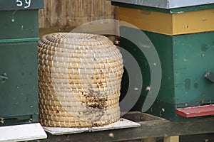Wild bees swarm around a thatched beehive at a beekeeper work area in Nieuwerkerk aan den IJssel in the Netherlands