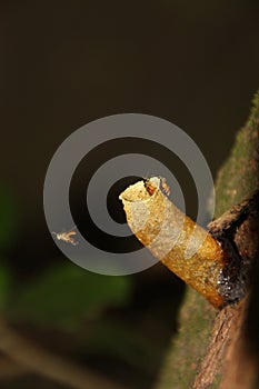 Wild bees in a tree in Costa Rica photo