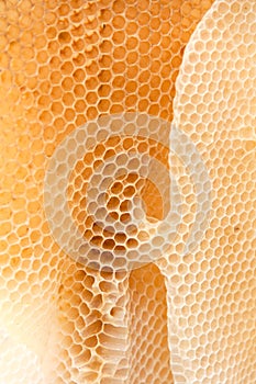 Wild bees wax honeycomb texture coseup. Form of irregular wax hexagons inside the beehive.