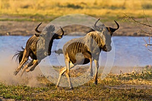 Wild beest migration in tanzania