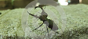 Wild Beetle with Pinchers photo