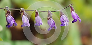 Wild bell shape flowers