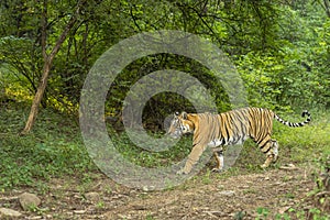 Wild bengal female tiger or panthera tigris side profile tail up in natural scenic green background in jungle safari at