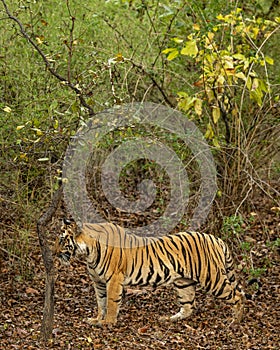 wild bengal female tiger or panthera tigris or tigress in natural green bamboo forest background in buffer area zone safari at