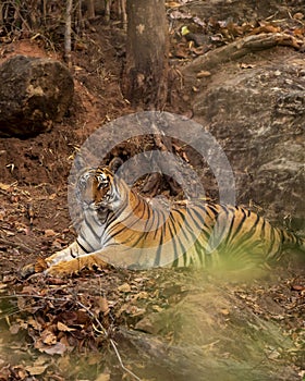 wild bengal female tiger or panthera tigris or tigress resting on rocks in evening jungle game safari drive in hot summer season