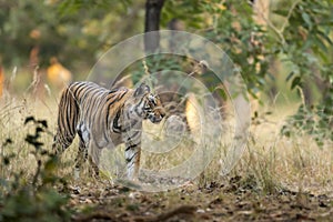 Wild bengal female tiger or panthera tigris tigris on prowl in morning for territory marking in natural scenic background at