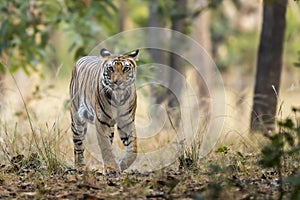 Wild bengal female tiger or panthera tigris tigris on prowl in morning for territory marking in natural scenic background at