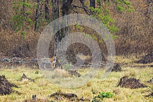 Wild bengal female tiger or panthera tigris tigris on prowl in morning for territory marking in natural scenic background at kanha