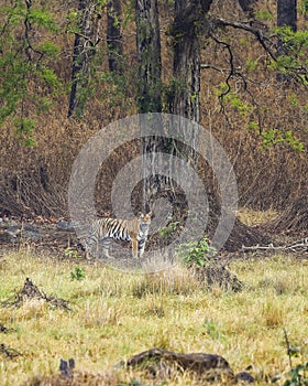 Wild bengal female tiger or panthera tigris tigris on prowl in morning for territory marking in natural scenic background at kanha