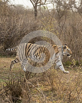 wild bengal female Tiger or panthera tigris with tracking collar on her neck famous pony or broken tail tigress on prowl in