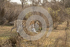 wild bengal female Tiger or panthera tigris with tracking collar on her neck famous pony or broken tail tigress on prowl wildlife