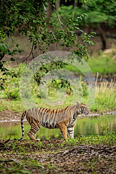 Wild bengal female tiger stalking prey in natural scenic green background in outdoor jungle safari at bandhavgarh national park