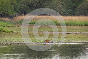 wild bengal female tiger or tigress or panthera tigris resting in natural scenic landscape background of rajbagh lake water