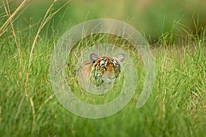 Wild bengal female tiger or tigress on prowl in green grass stalking prey position and natural scenic background at ranthambore
