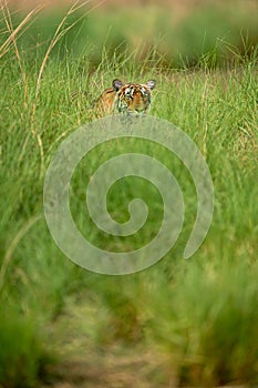 Wild bengal female tiger or tigress on prowl in green grass stalking prey position and natural scenic background at ranthambore